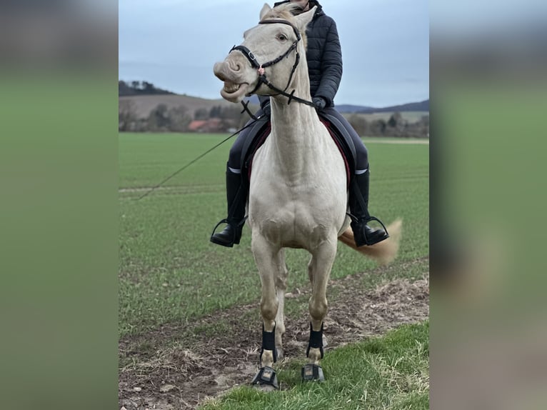 Lusitano Giumenta 10 Anni 160 cm Palomino in Freden (Leine)