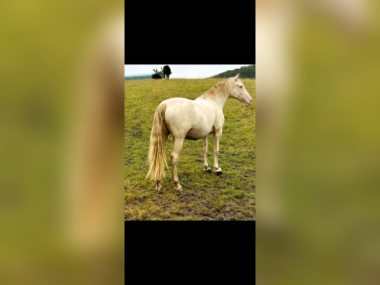 Lusitano Giumenta 10 Anni 160 cm Palomino in Freden (Leine)