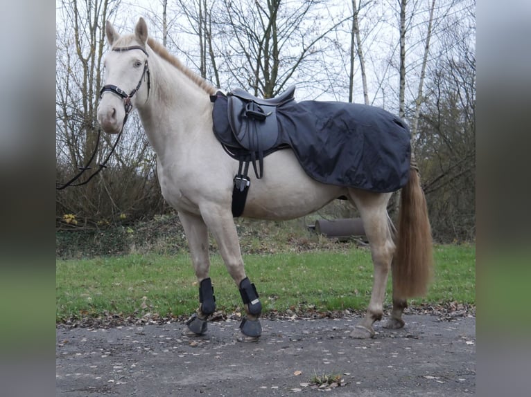 Lusitano Giumenta 10 Anni 160 cm Palomino in Freden (Leine)