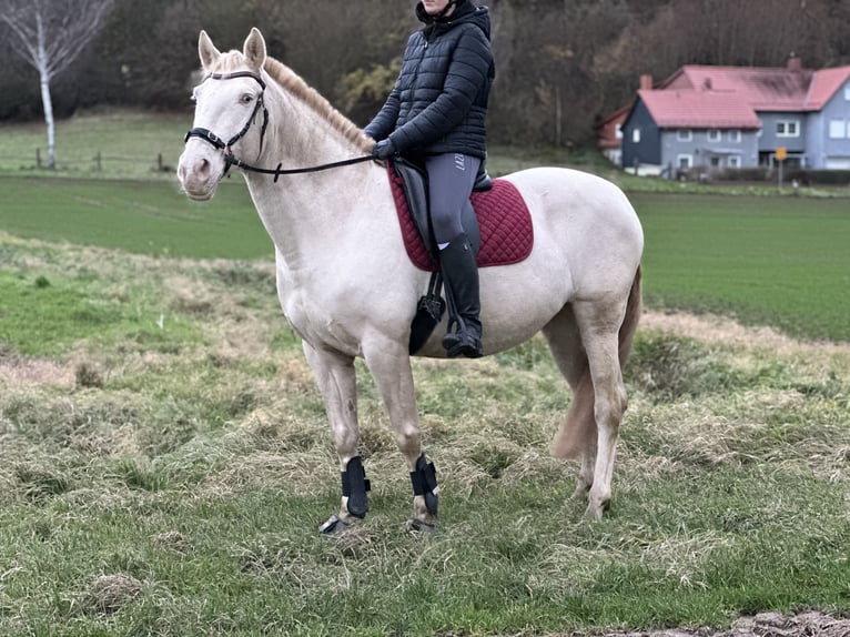 Lusitano Giumenta 10 Anni 160 cm Palomino in Freden (Leine)