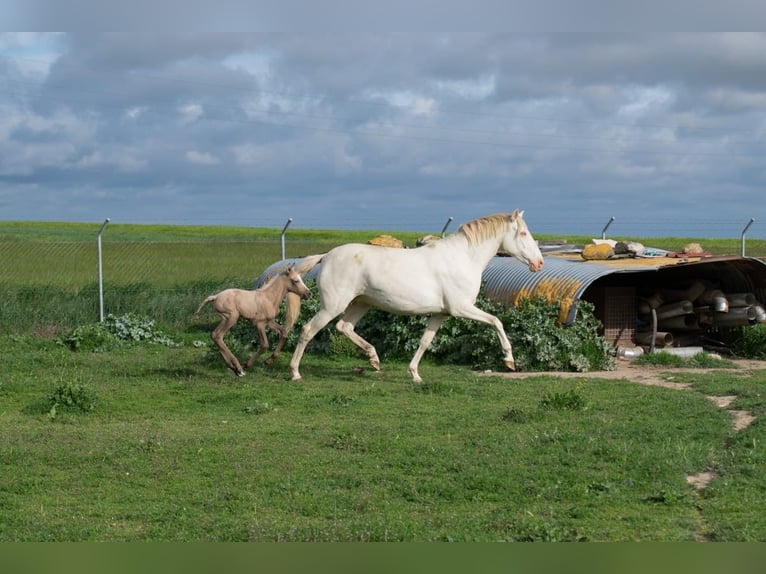 Lusitano Giumenta 10 Anni 160 cm Perlino in Segovia