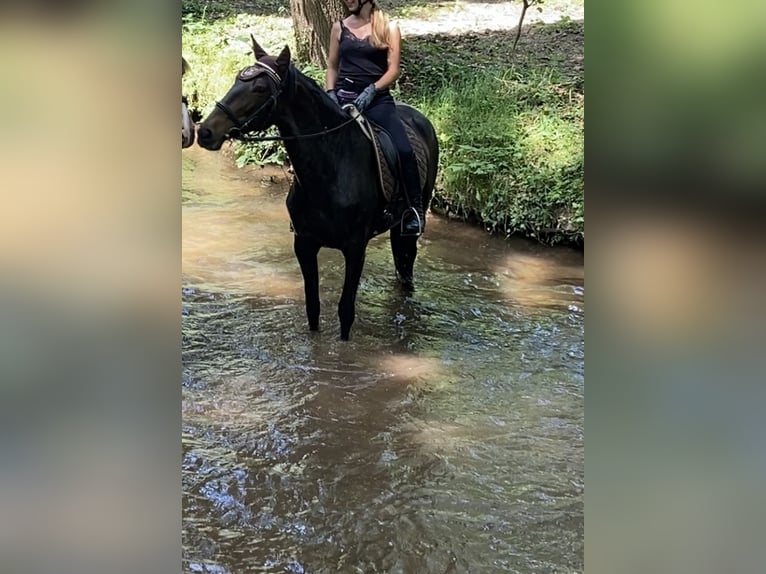 Lusitano Giumenta 10 Anni 160 cm Sauro scuro in Haßloch