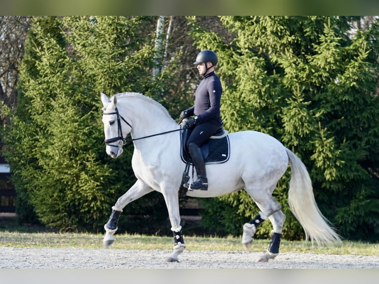 Lusitano Giumenta 10 Anni 162 cm Grigio in Wyczechowo