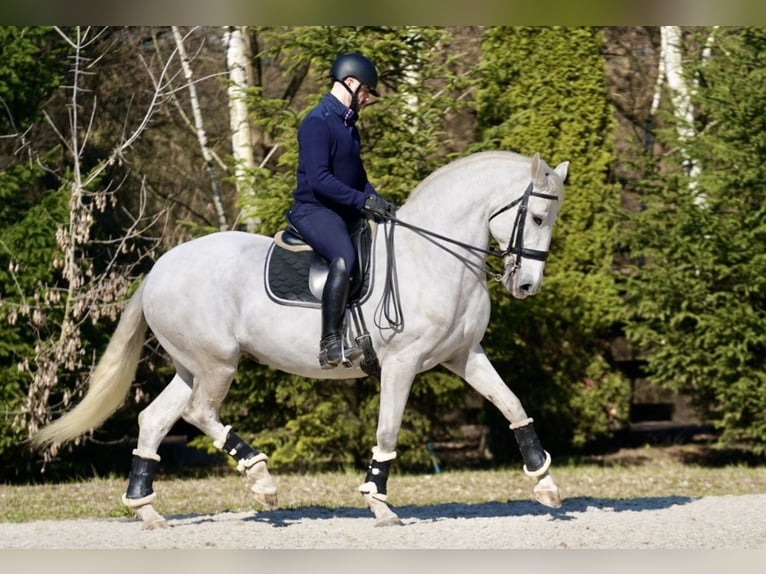 Lusitano Giumenta 10 Anni 162 cm Grigio in Wyczechowo