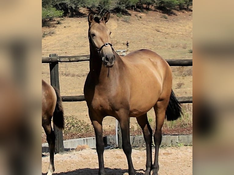 Lusitano Giumenta 10 Anni Falbo in draillant