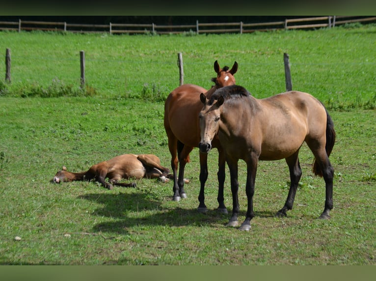 Lusitano Giumenta 10 Anni Falbo in draillant