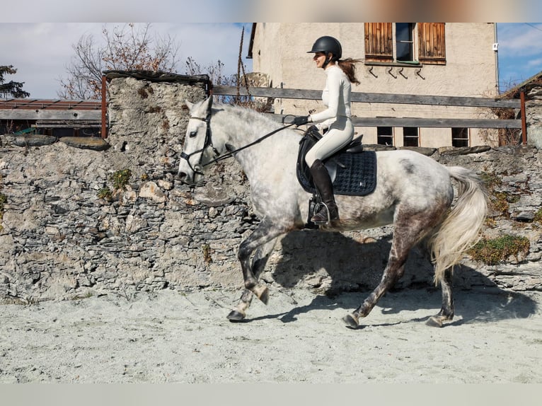 Lusitano Giumenta 10 Anni Grigio pezzato in Pratval