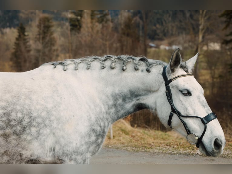 Lusitano Giumenta 10 Anni Grigio pezzato in Pratval