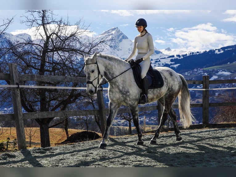 Lusitano Giumenta 10 Anni Grigio pezzato in Pratval