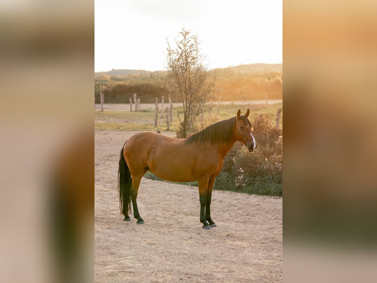 Lusitano Giumenta 11 Anni 153 cm Baio in Vierlingsbeek