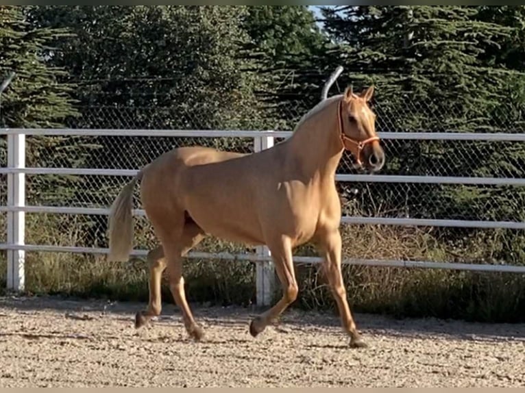 Lusitano Giumenta 11 Anni 154 cm Palomino in Cubillo