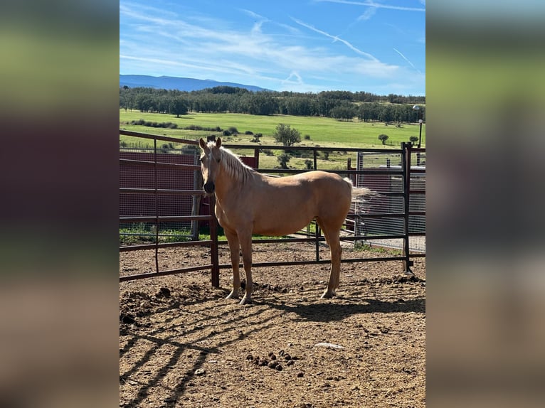 Lusitano Giumenta 11 Anni 154 cm Palomino in Cubillo