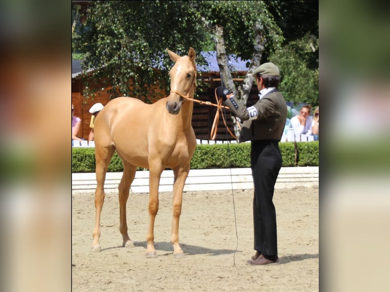 Lusitano Giumenta 11 Anni 154 cm Palomino in Cubillo