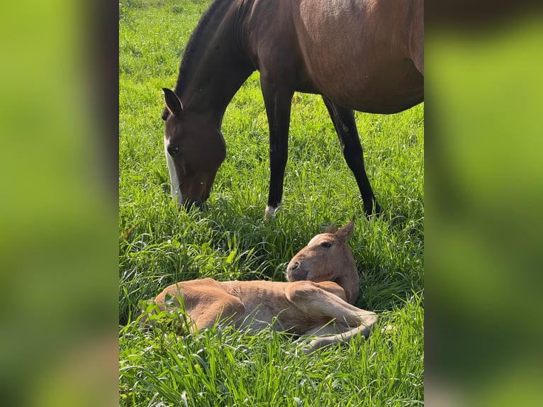 Lusitano Giumenta 11 Anni 159 cm Baio in Caldas da Rainha