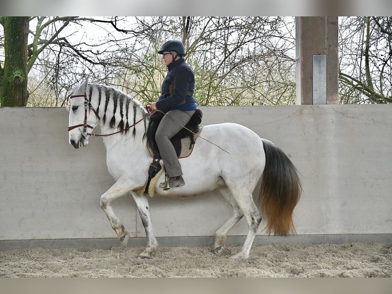 Lusitano Giumenta 11 Anni 159 cm Grigio in Weinheim