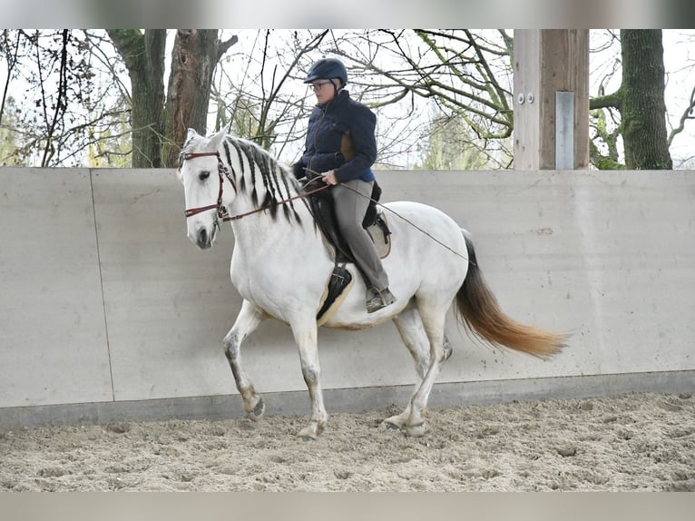 Lusitano Giumenta 11 Anni 159 cm Grigio in Weinheim