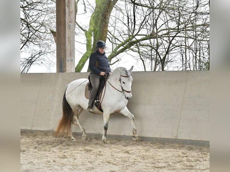 Lusitano Giumenta 11 Anni 159 cm Grigio in Weinheim