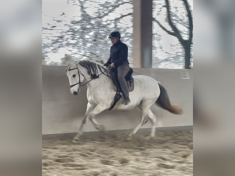 Lusitano Giumenta 11 Anni 159 cm Grigio in Weinheim