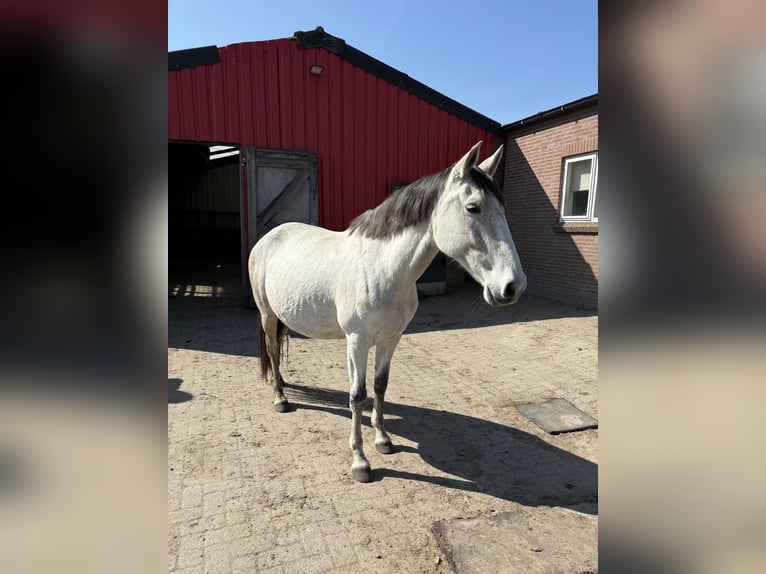 Lusitano Giumenta 11 Anni 159 cm Grigio in Breda