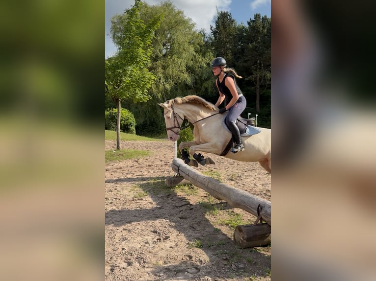 Lusitano Giumenta 11 Anni 160 cm Cremello in Timmendorfer Strand