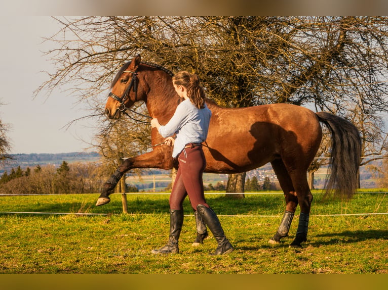 Lusitano Giumenta 11 Anni 163 cm Baio chiaro in Braunau