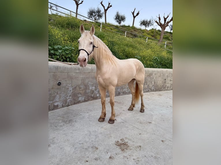 Lusitano Mix Giumenta 11 Anni 164 cm Cremello in Arenys De Munt