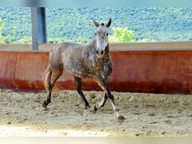 Lusitano Giumenta 11 Anni 164 cm Grigio in Pompignan