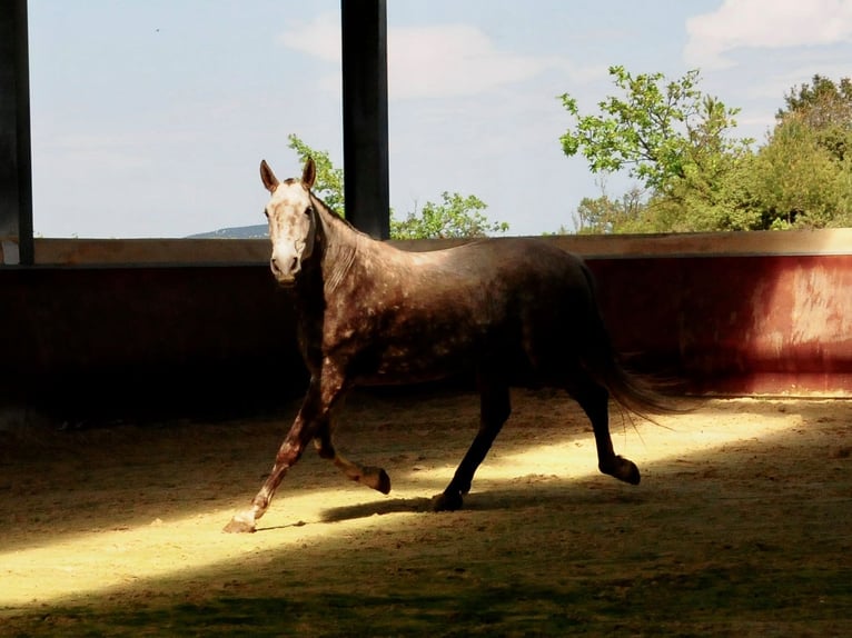 Lusitano Giumenta 11 Anni 164 cm Grigio in Pompignan