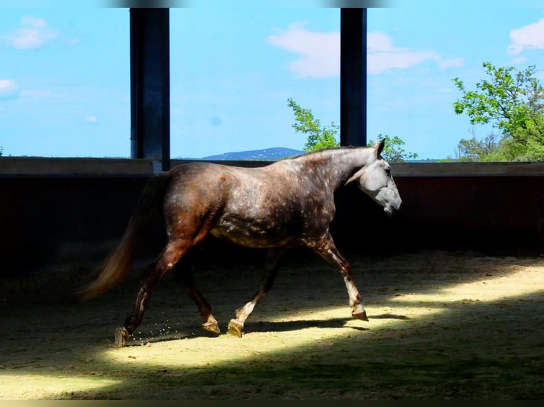 Lusitano Giumenta 11 Anni 164 cm Grigio in Pompignan