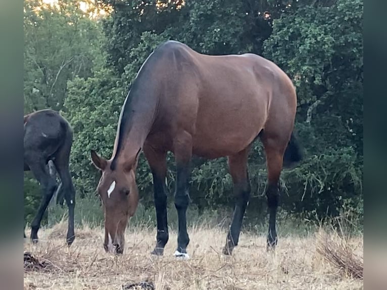 Lusitano Giumenta 11 Anni 167 cm Baio in Caldas da Rainha