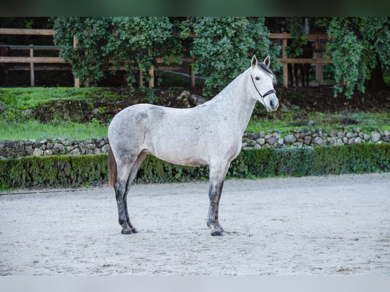Lusitano Giumenta 11 Anni Grigio in El Jaralel gastor