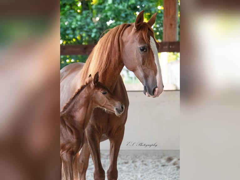 Lusitano Giumenta 12 Anni 157 cm Pearl in Wöllstein