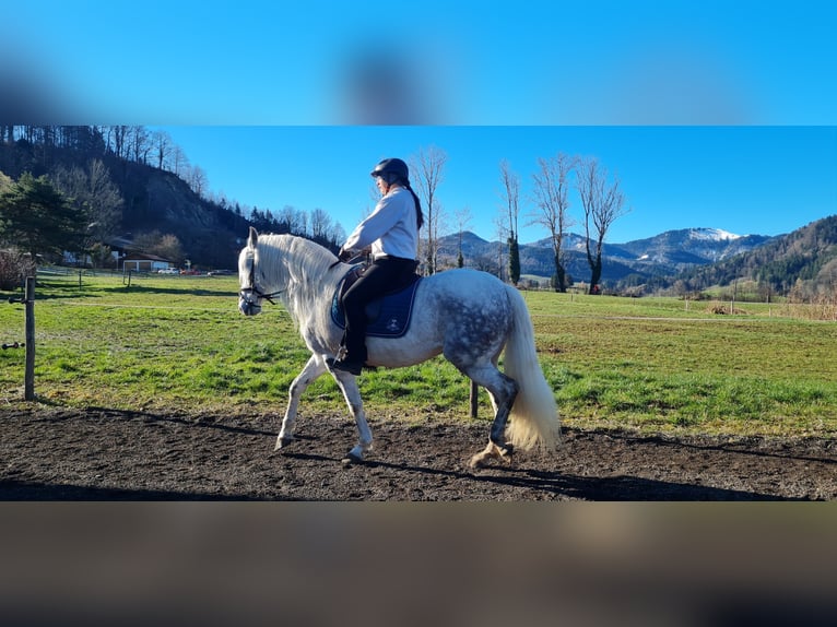 Lusitano Giumenta 12 Anni 160 cm Grigio trotinato in Schliersee