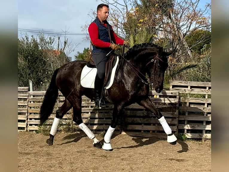 Lusitano Giumenta 12 Anni 161 cm Morello in Martfeld