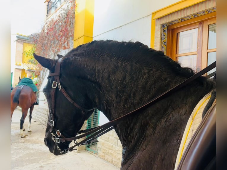 Lusitano Giumenta 12 Anni 161 cm Morello in Martfeld