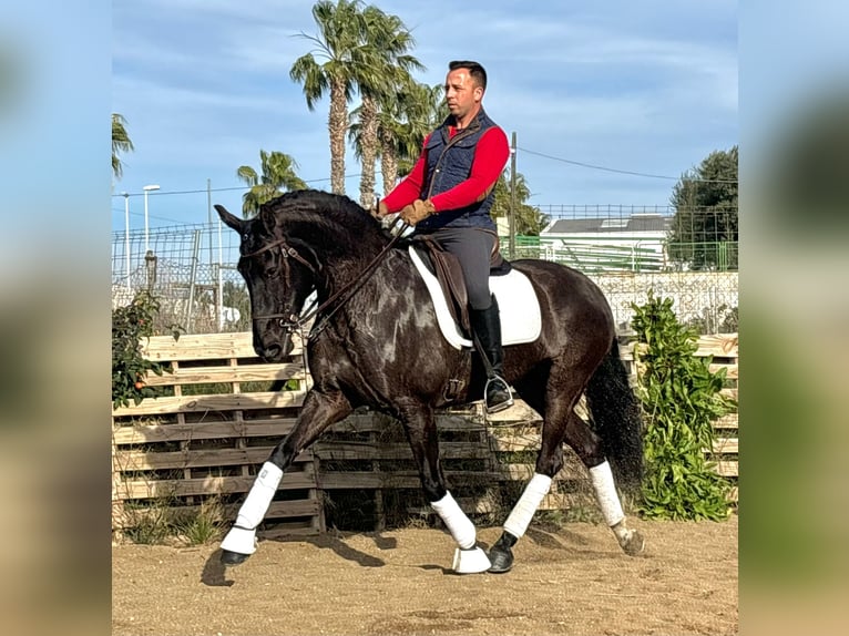 Lusitano Giumenta 12 Anni 161 cm Morello in Martfeld