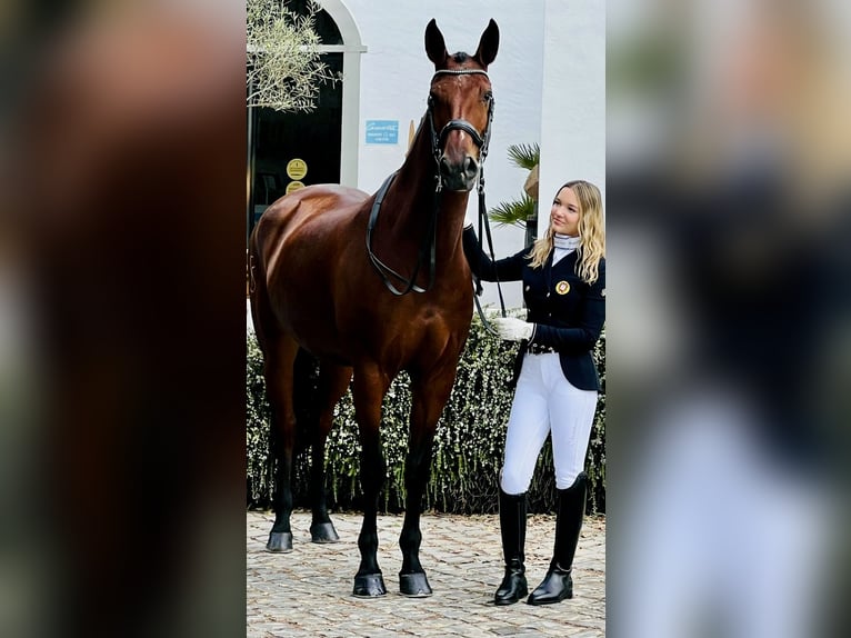 Lusitano Giumenta 12 Anni 165 cm Baio in Ourém