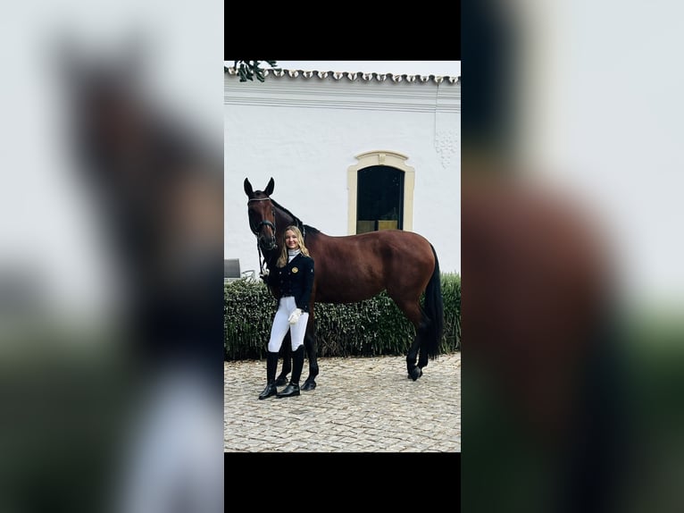 Lusitano Giumenta 12 Anni 165 cm Baio in Ourém