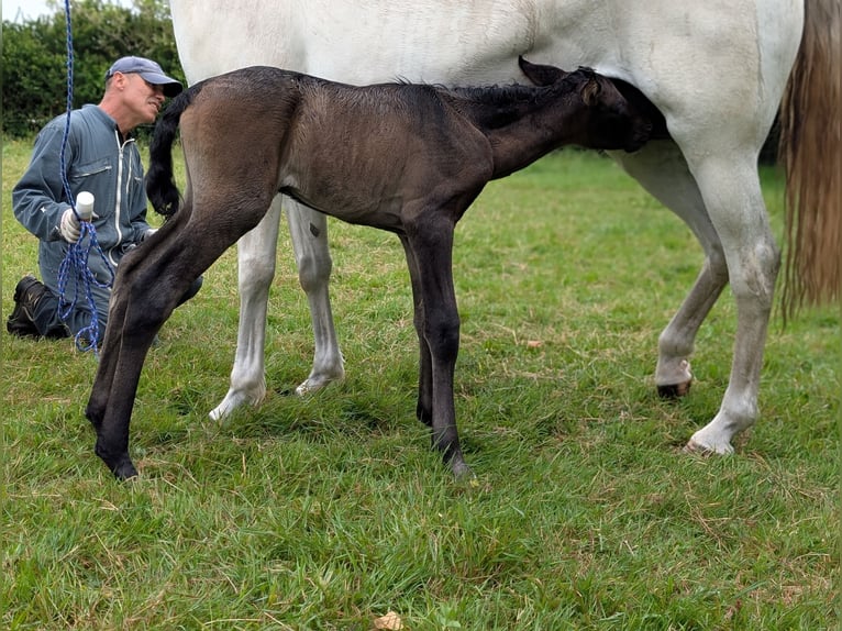 Lusitano Giumenta 13 Anni 155 cm Grigio in Porspoder