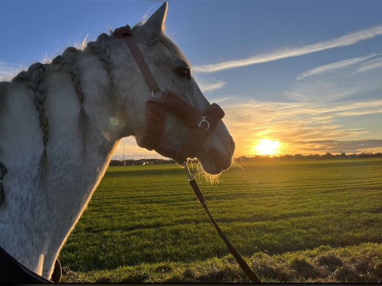 Lusitano Giumenta 13 Anni 156 cm Bianco in Moers