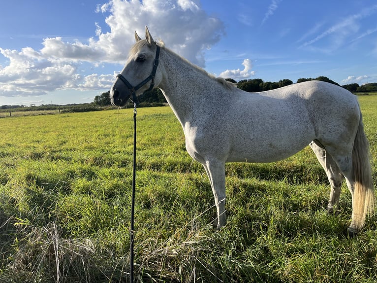 Lusitano Giumenta 13 Anni 156 cm Bianco in Moers