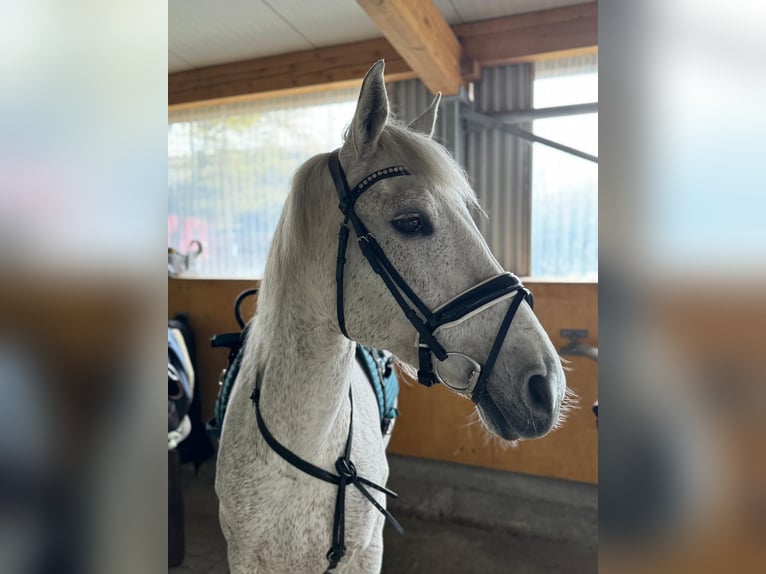 Lusitano Giumenta 13 Anni 156 cm Bianco in Moers