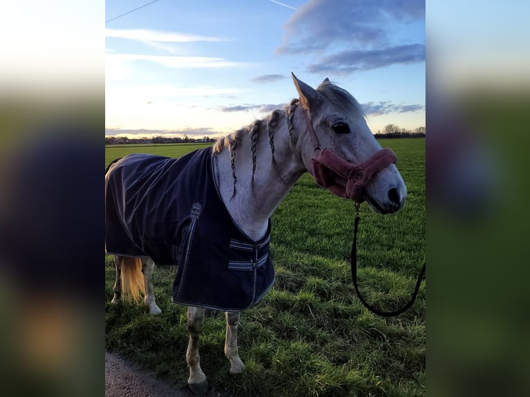 Lusitano Giumenta 13 Anni 156 cm Bianco in Moers