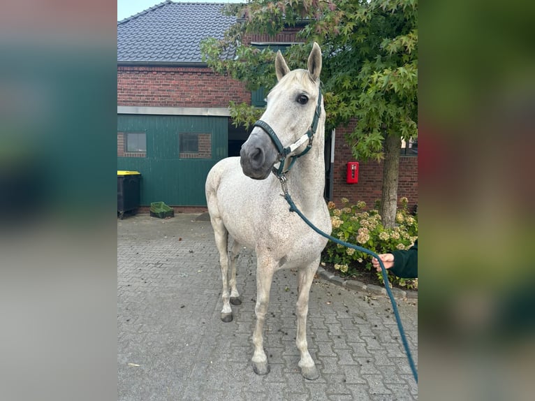 Lusitano Giumenta 13 Anni 156 cm Bianco in Moers