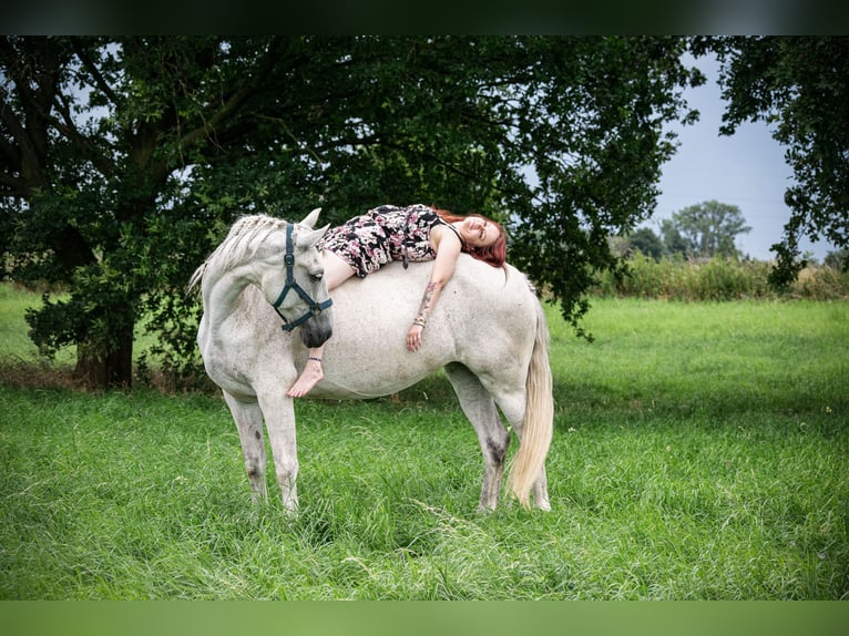 Lusitano Giumenta 13 Anni 156 cm Bianco in Moers