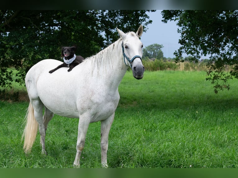 Lusitano Giumenta 13 Anni 156 cm Bianco in Moers