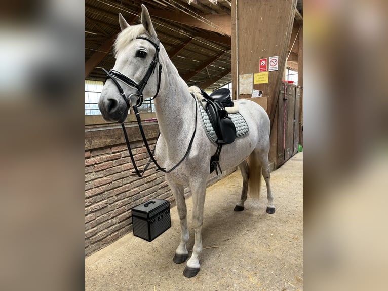 Lusitano Giumenta 13 Anni 156 cm Bianco in Moers