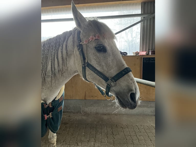 Lusitano Giumenta 13 Anni 156 cm Bianco in Moers