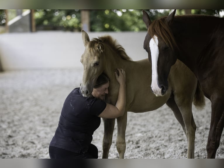 Lusitano Giumenta 13 Anni 157 cm Pearl in Wöllstein