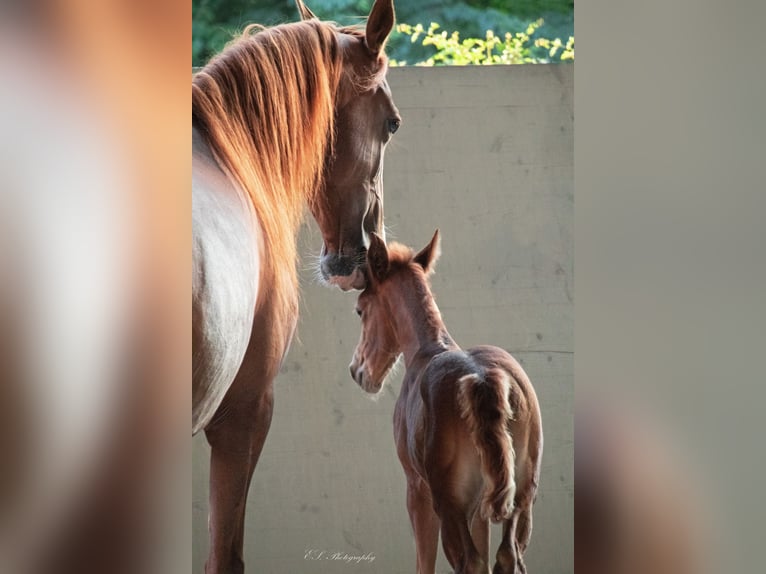 Lusitano Giumenta 13 Anni 157 cm Pearl in Wöllstein